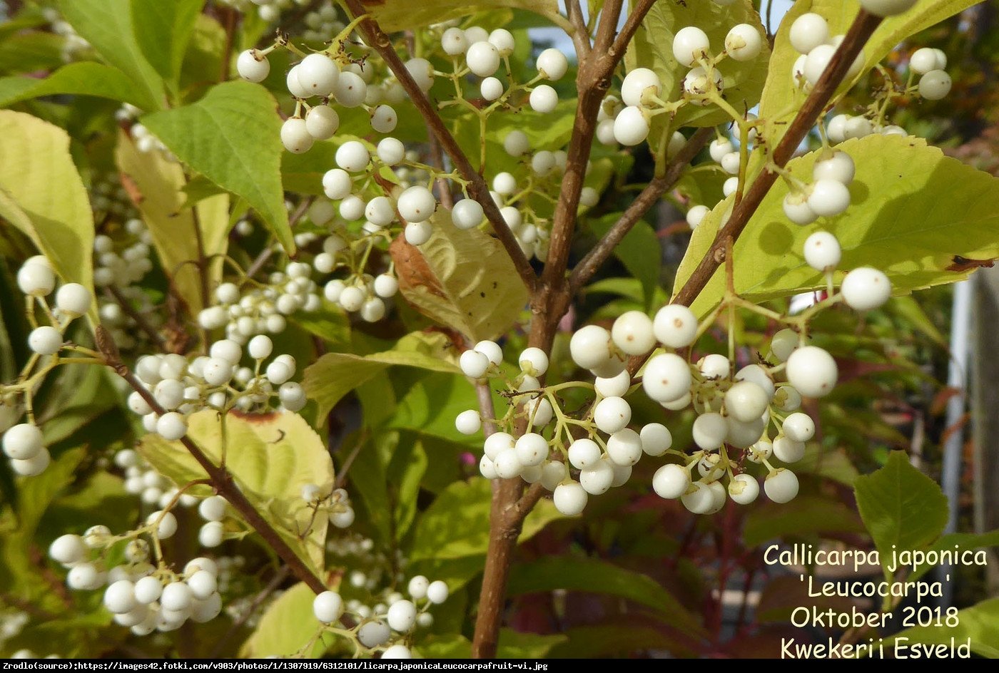 Pięknotka japońska Leucocarpa - Callicarpa japonica Leucocarpa