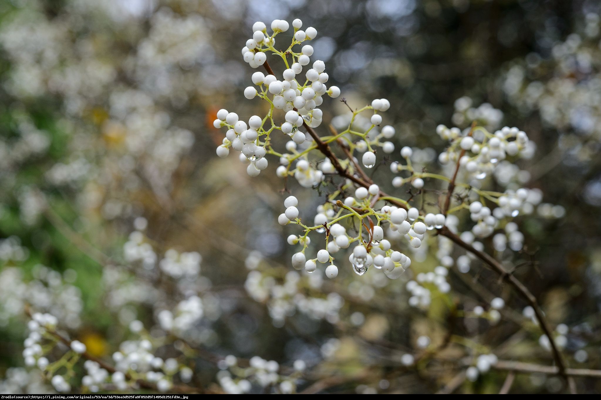 Pięknotka japońska Leucocarpa - Callicarpa japonica Leucocarpa