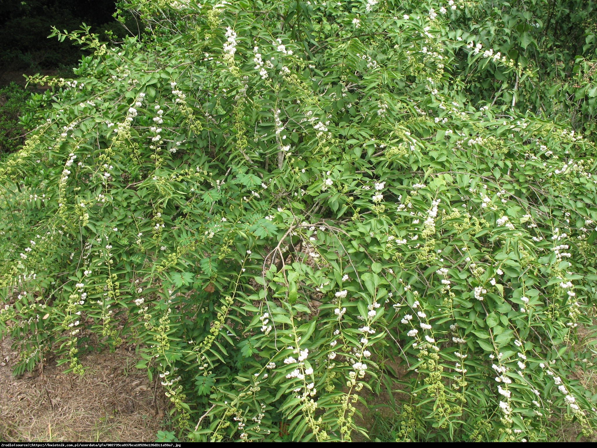 Pięknotka japońska Leucocarpa - Callicarpa japonica Leucocarpa