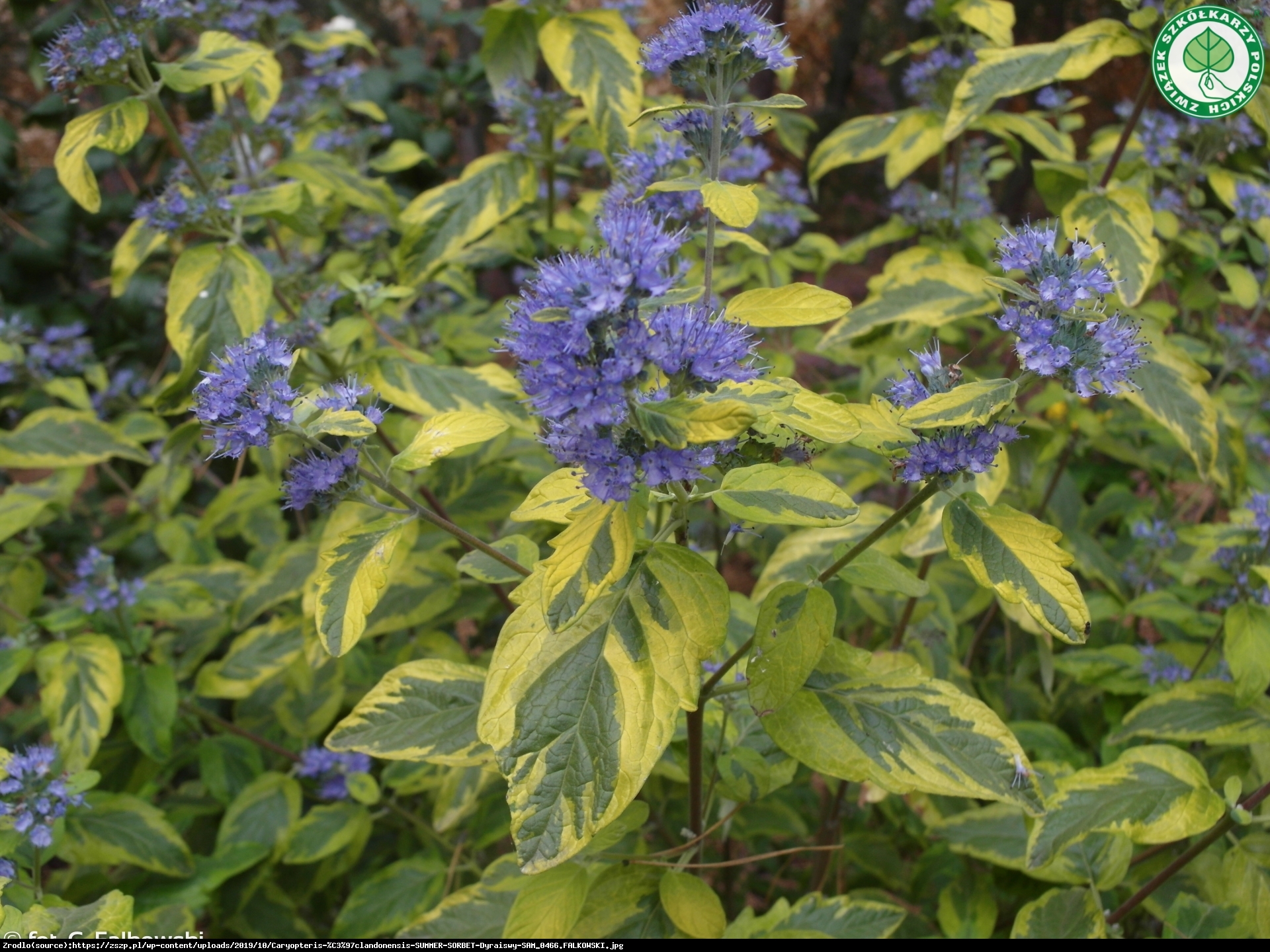 Barbula klandońska Summer Sorbet - Caryopteris clandonensis Summer Sorbet