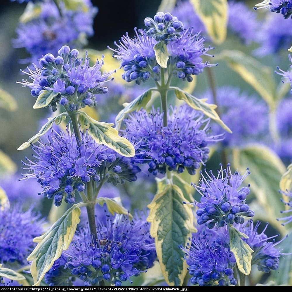 Barbula klandońska Summer Sorbet - Caryopteris clandonensis Summer Sorbet