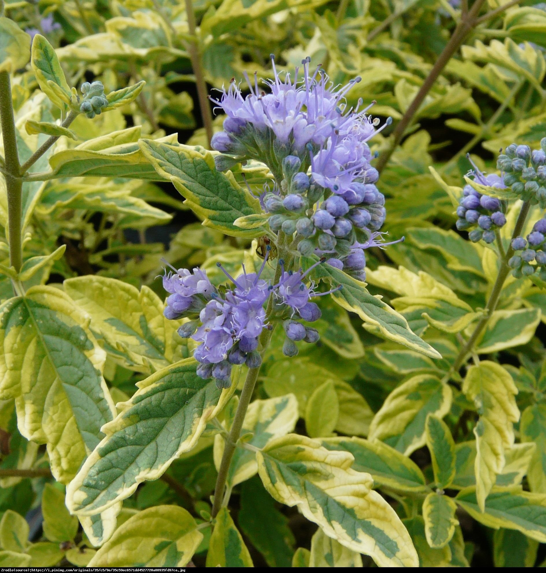 Barbula klandońska Summer Sorbet - Caryopteris clandonensis Summer Sorbet