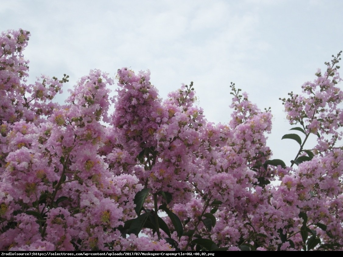 Lagerstremia indyjska Seaburn - Bez Południa, BIAŁO-RÓŻOWE kwiaty - Lagerstroemia indica Seaburn