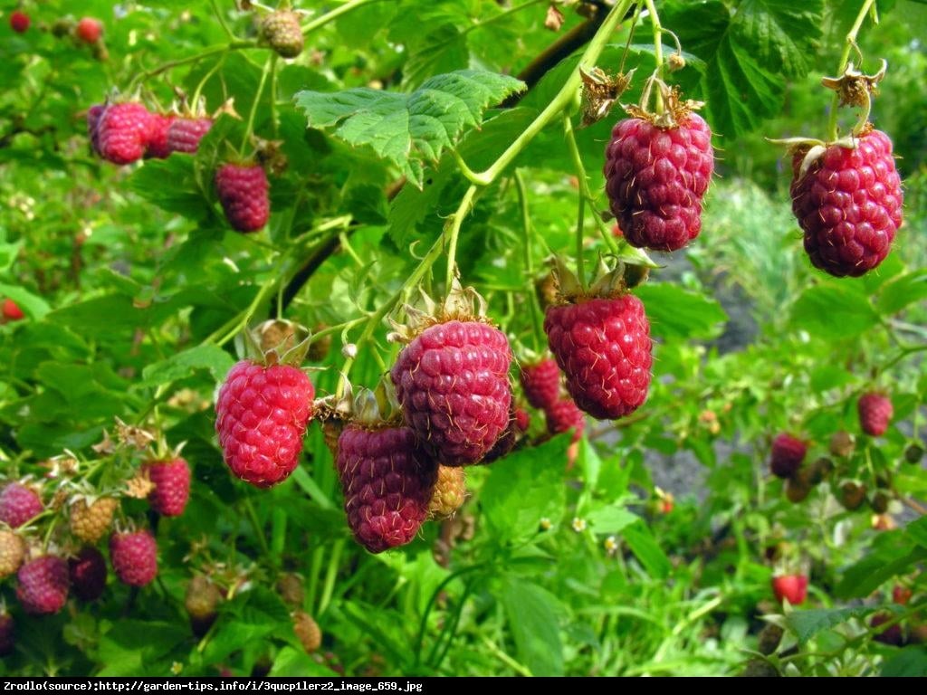 Malina właściwa Fallred - Rubus idaeus Fallred