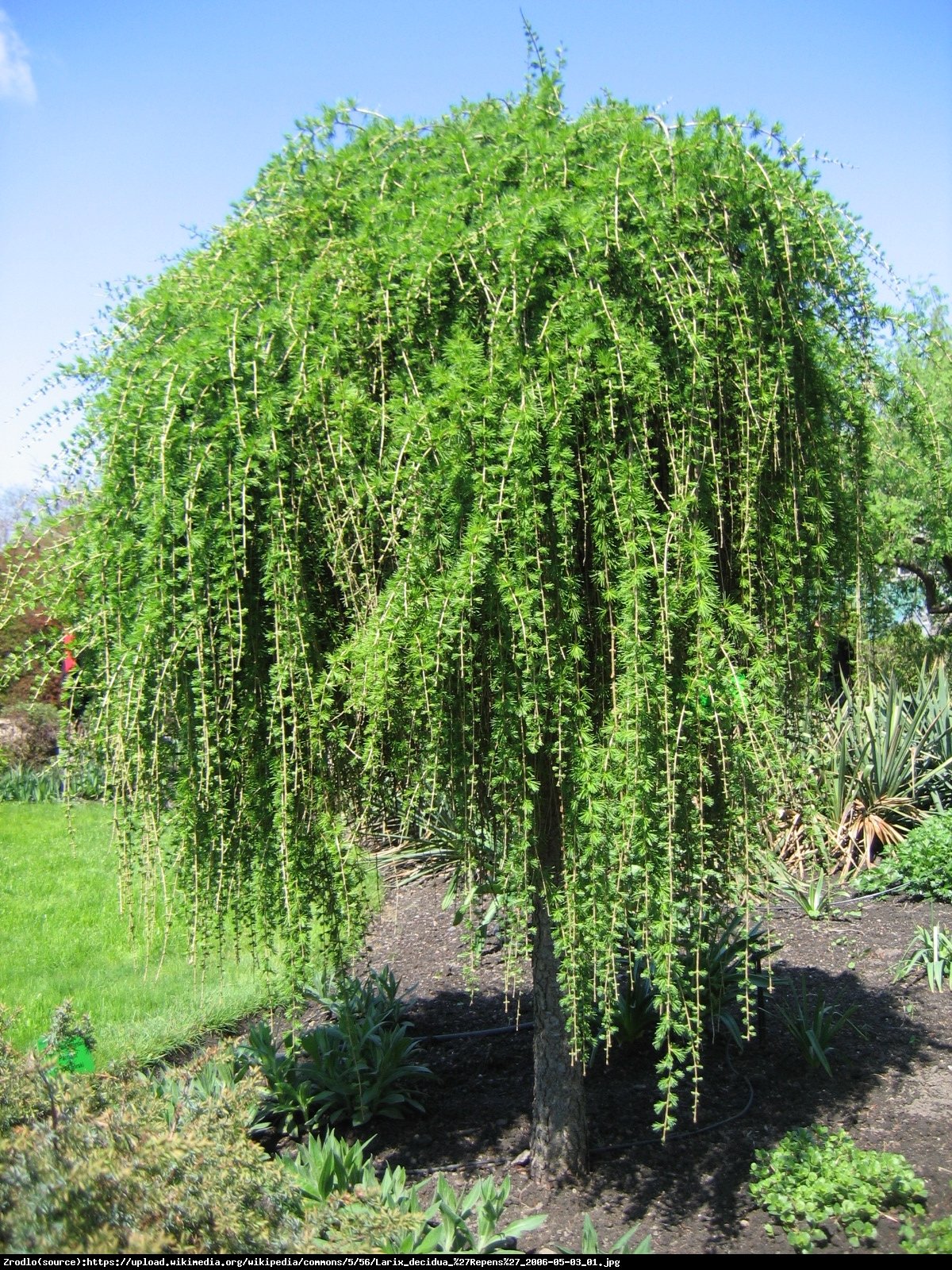 Modrzew europejski Repens  - Larix decidua Repens 