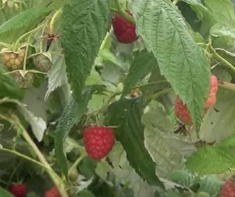 Malina właściwa Erika - Rubus idaeus Erika