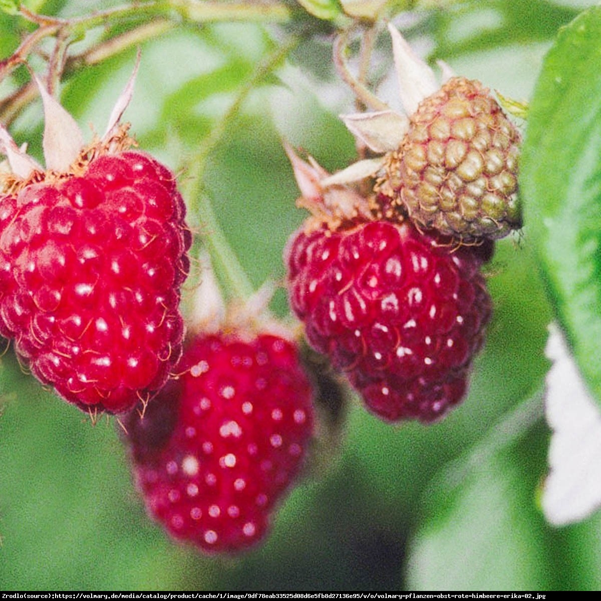 Malina właściwa Erika - Rubus idaeus Erika