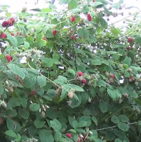 Malina właściwa Laszka - Rubus idaeus Laszka