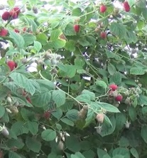 Malina właściwa Radziejowa - Rubus idaeus Radziejowa