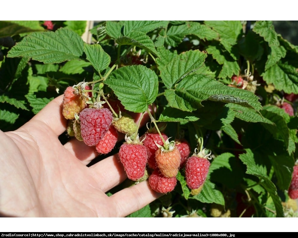 Malina właściwa Radziejowa - Rubus idaeus Radziejowa