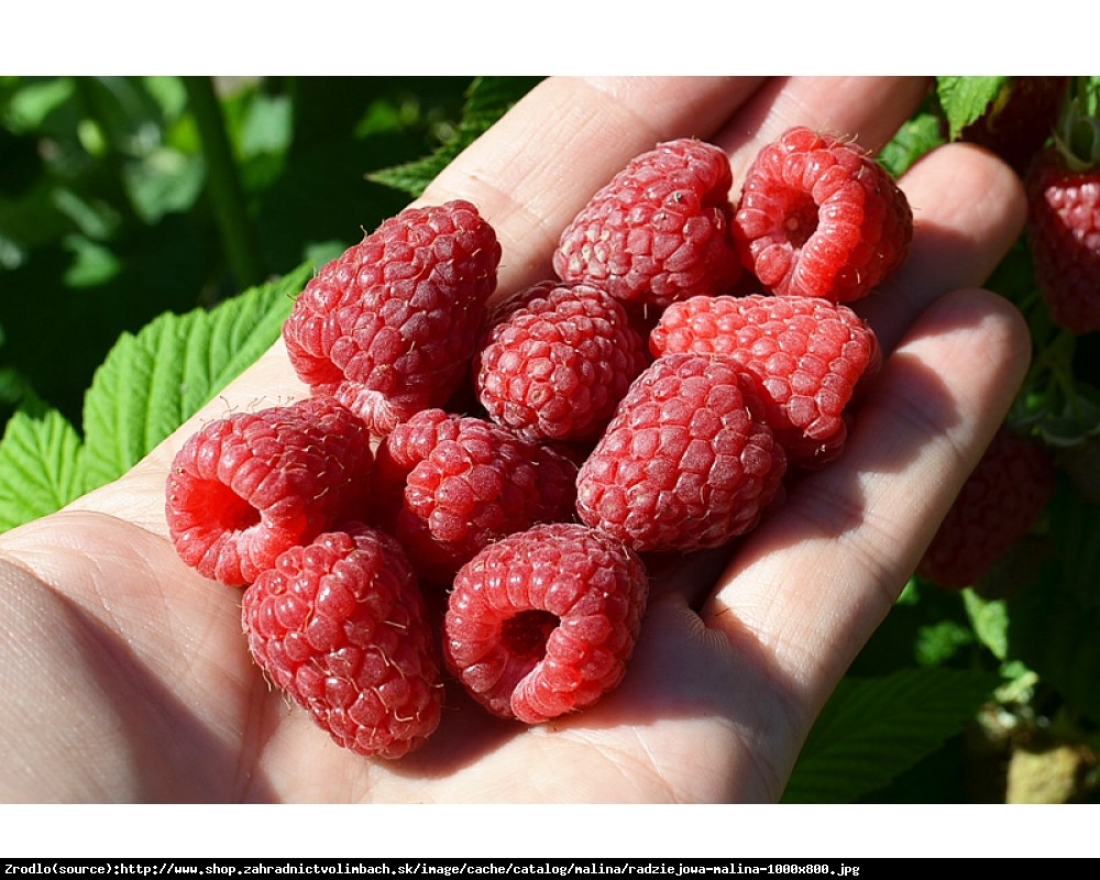 Malina właściwa Radziejowa - Rubus idaeus Radziejowa