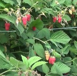 Malina właściwa Sokolica - Rubus idaeus Sokolica