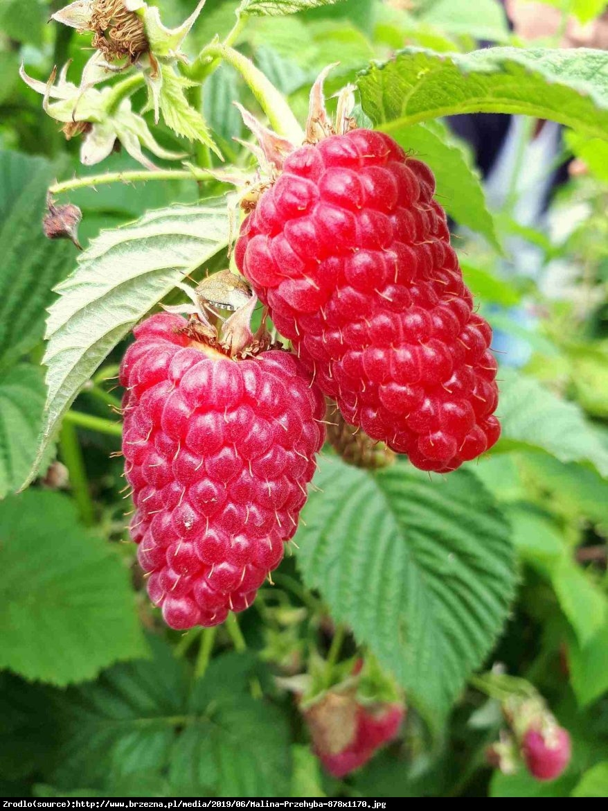 Malina właściwa Sokolica - Rubus idaeus Sokolica