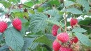 Malina właściwa Tadmor - Rubus idaeus Tadmor