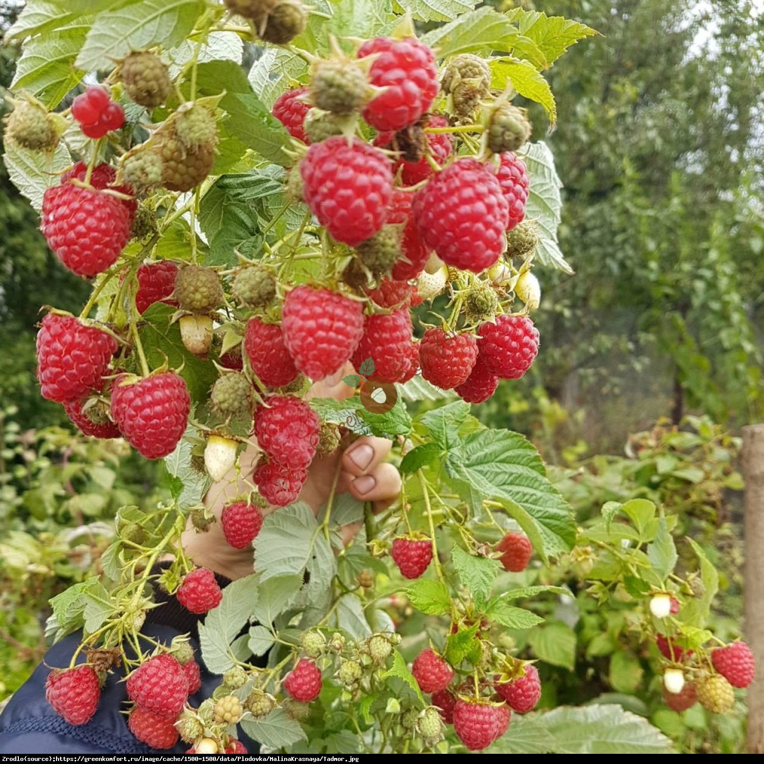 Malina właściwa Tadmor - Rubus idaeus Tadmor