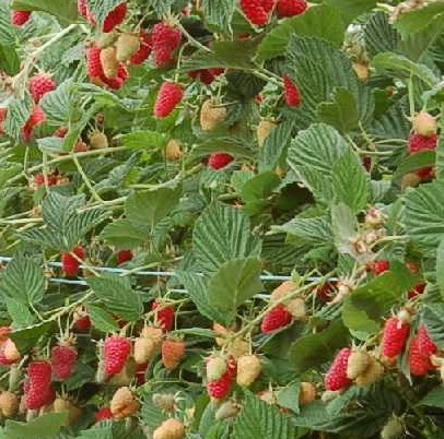 Malina właściwa Tulameen - Rubus idaeus Tulameen