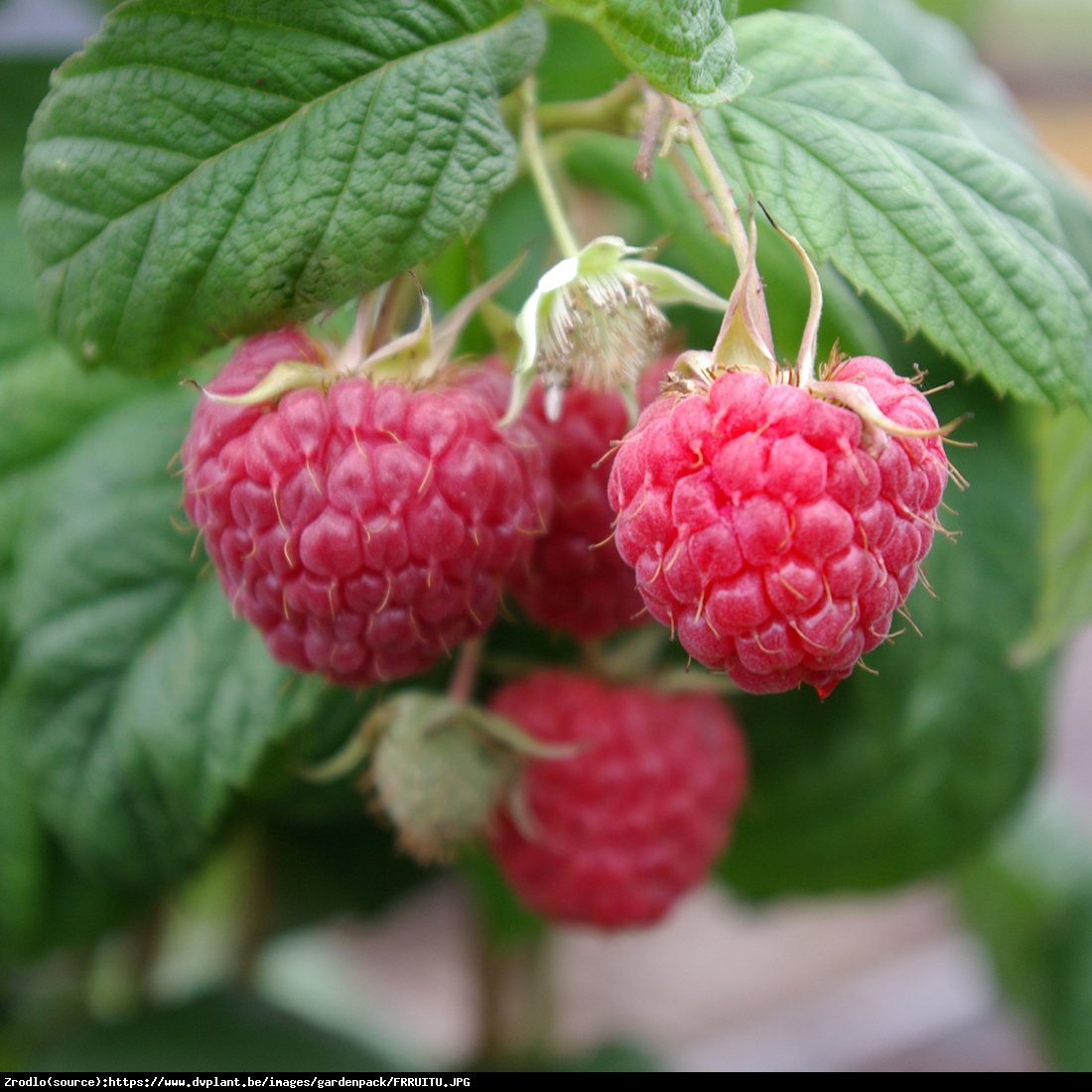 Malina właściwa Tulameen - Rubus idaeus Tulameen