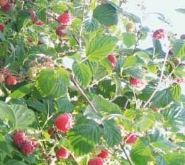 Malina właściwa Nova Red - Rubus idaeus Nova Red