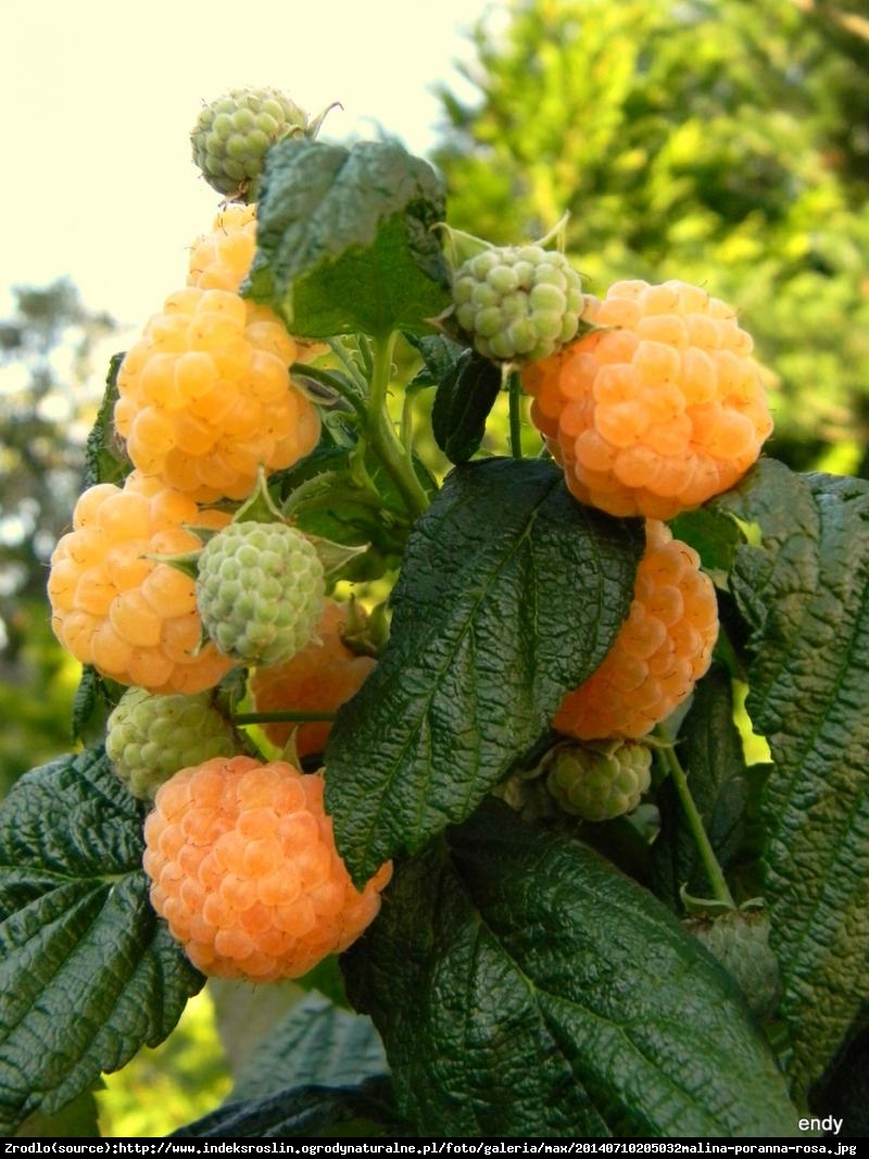 Malina właściwa Poranna Rosa (żółta) - Rubus idaeus Poranna Rosa