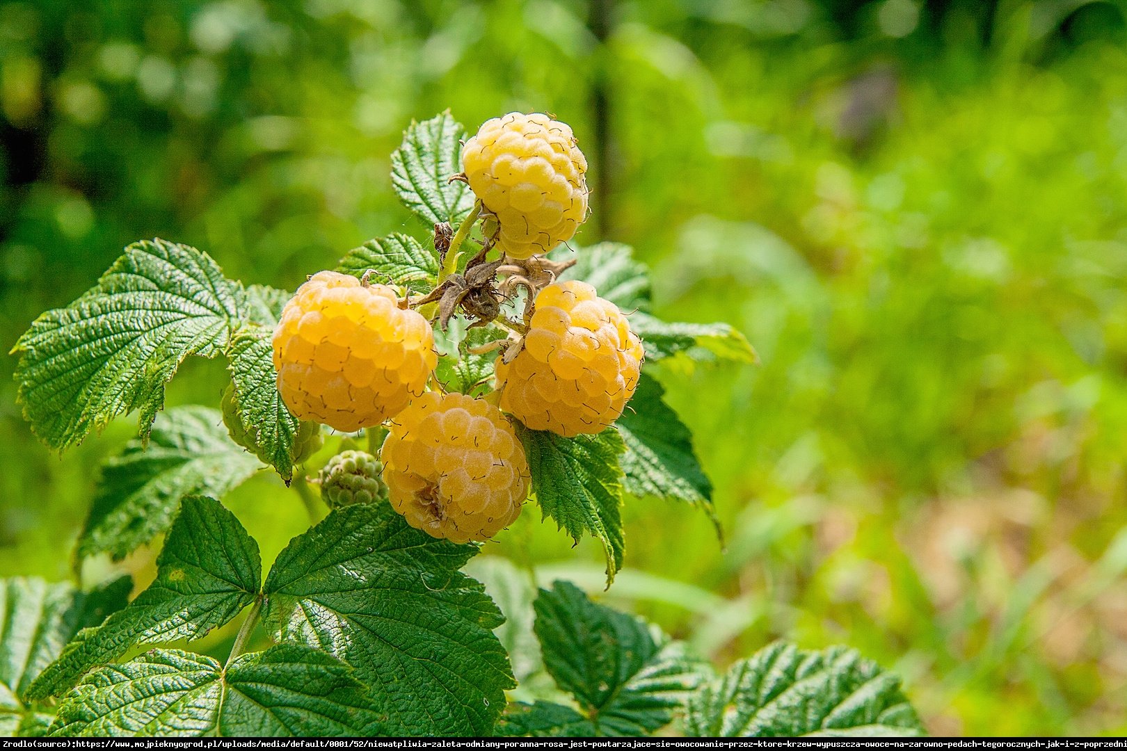 Malina właściwa Poranna Rosa (żółta) - Rubus idaeus Poranna Rosa