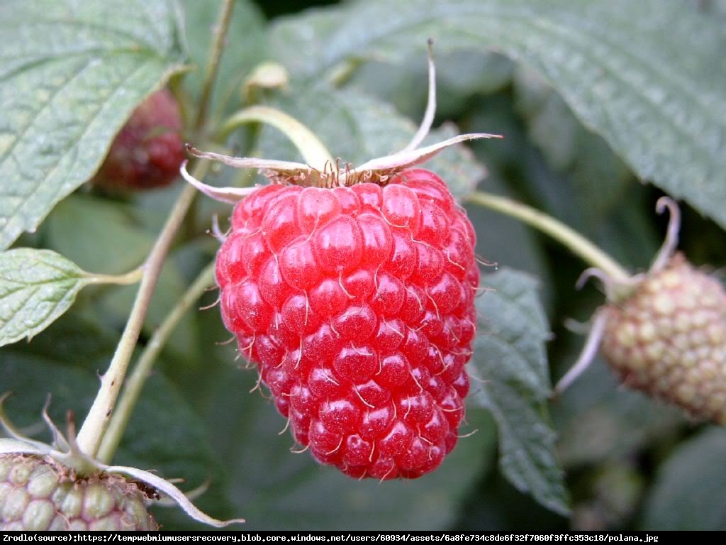 Malina właściwa Polana - Rubus idaeus Polana