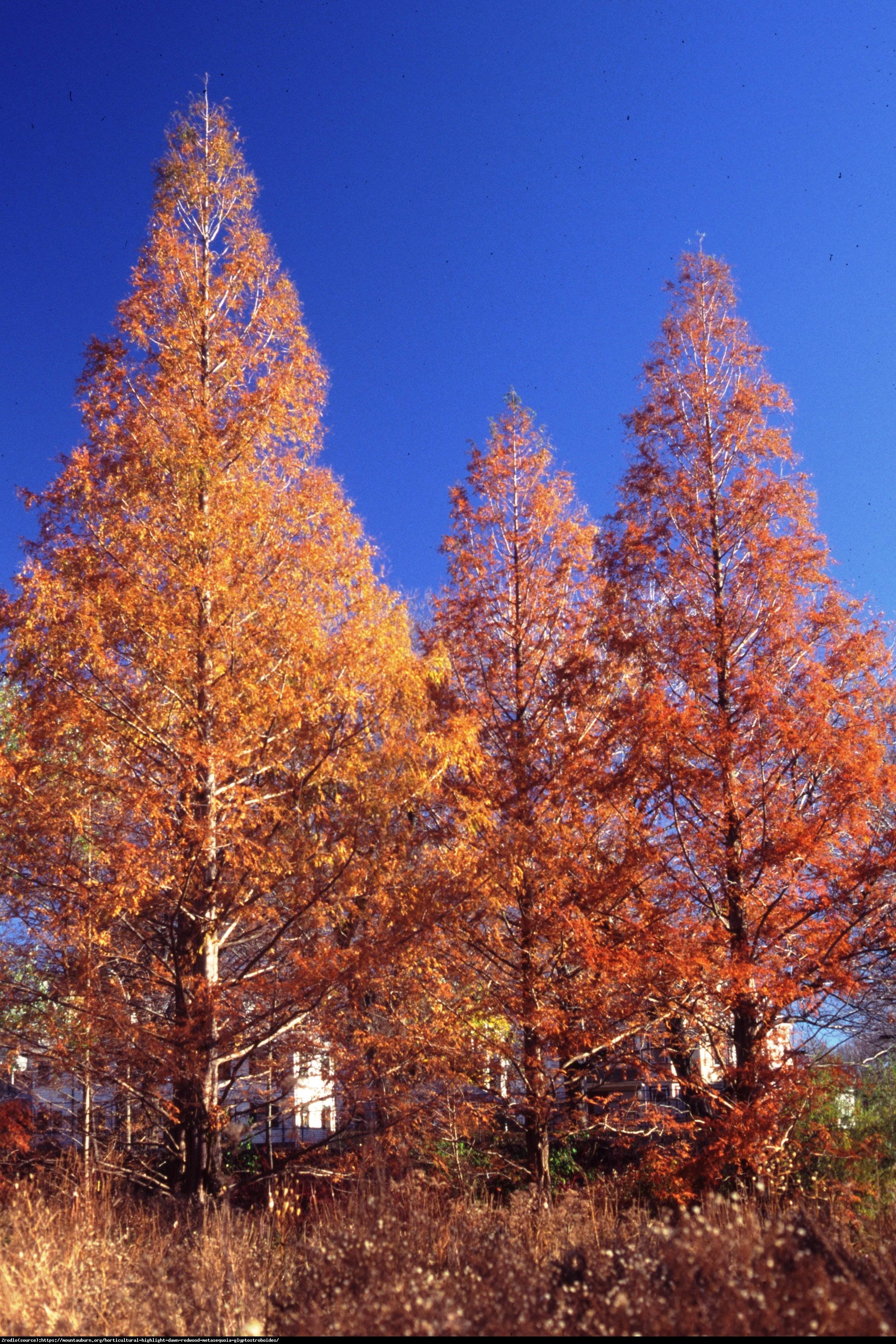 Metasekwoja chińska - Metasequoia glyptostroboides