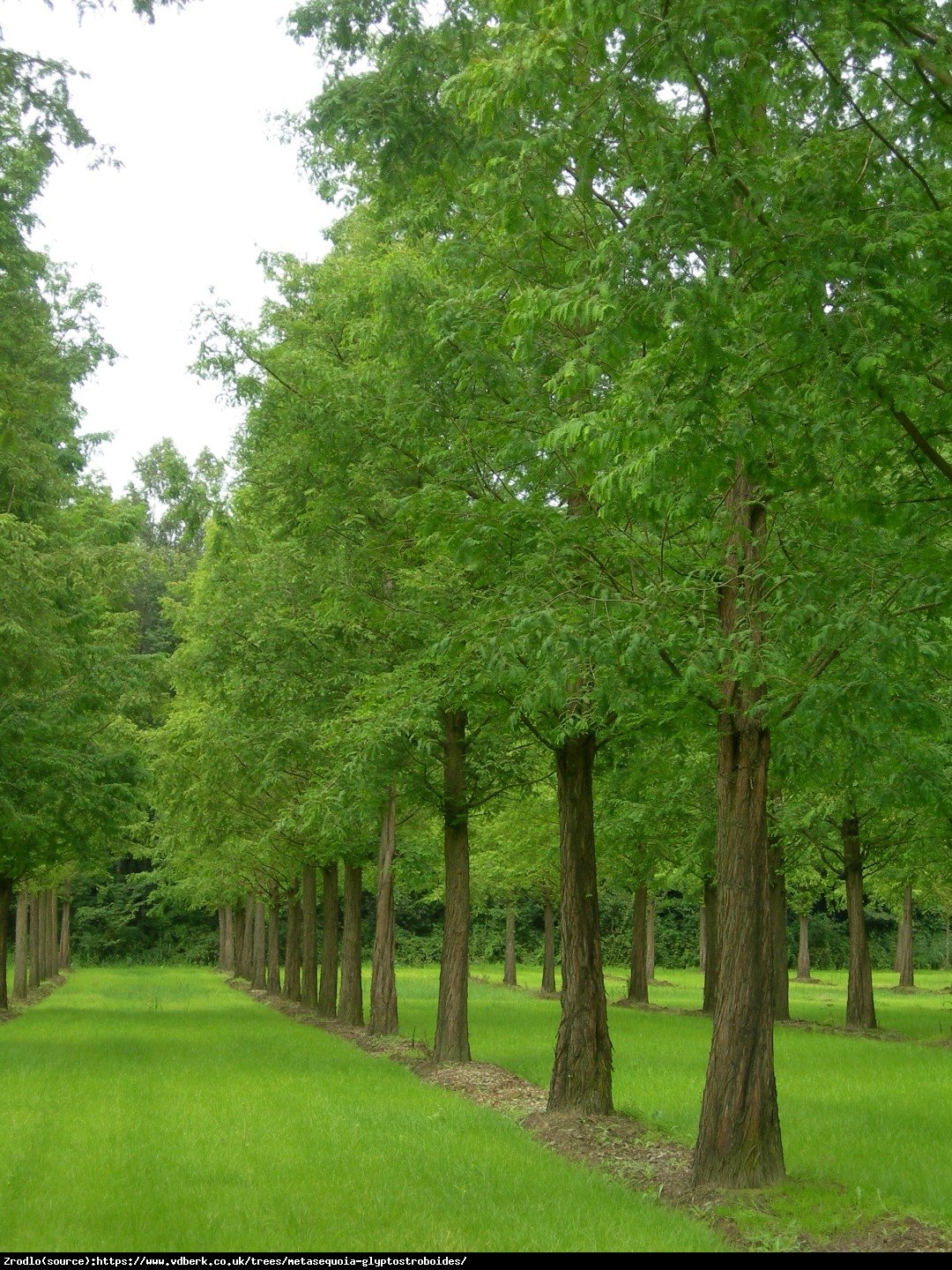 Metasekwoja chińska - Metasequoia glyptostroboides