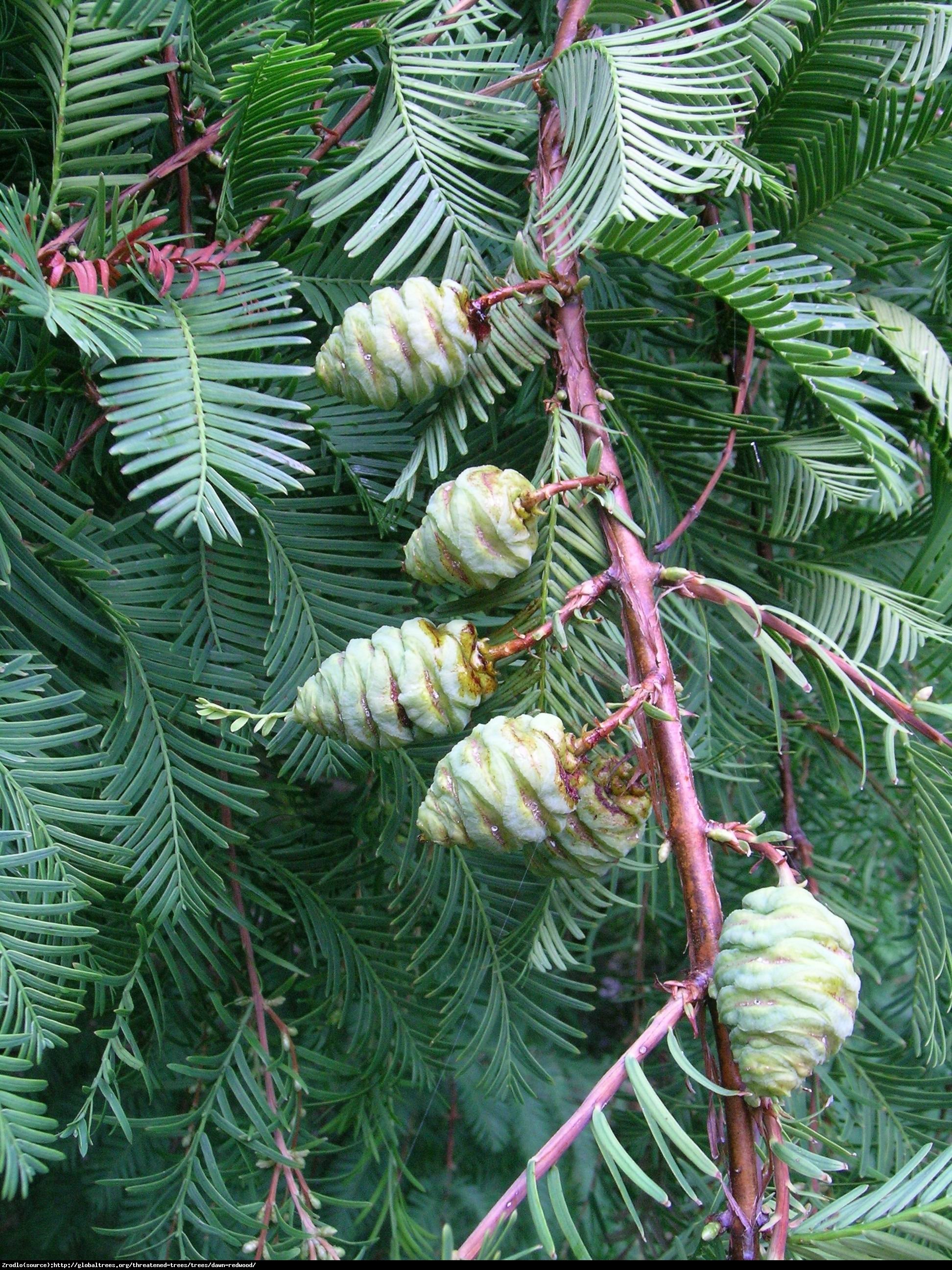 Metasekwoja chińska - Metasequoia glyptostroboides