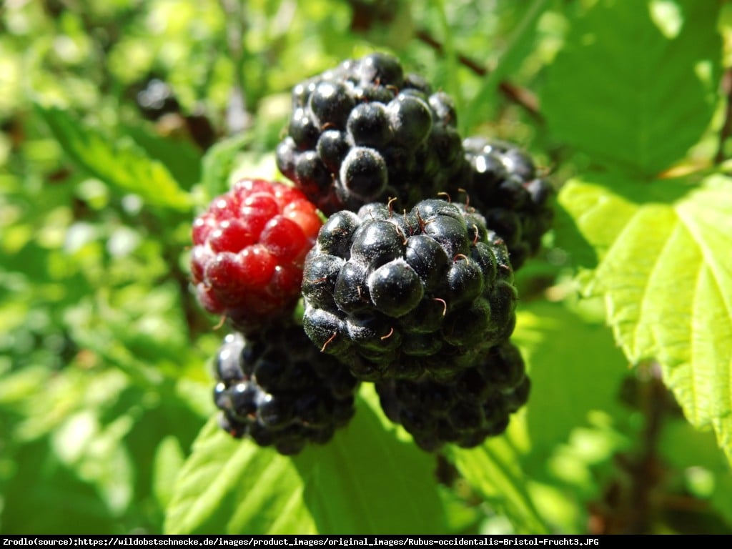 Malina czarna Bristol - Rubus occidentalis Bristol