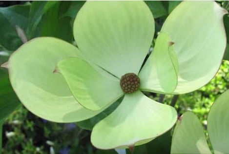 Dereń Starlight - Cornus kousa x nuttallii Starlight