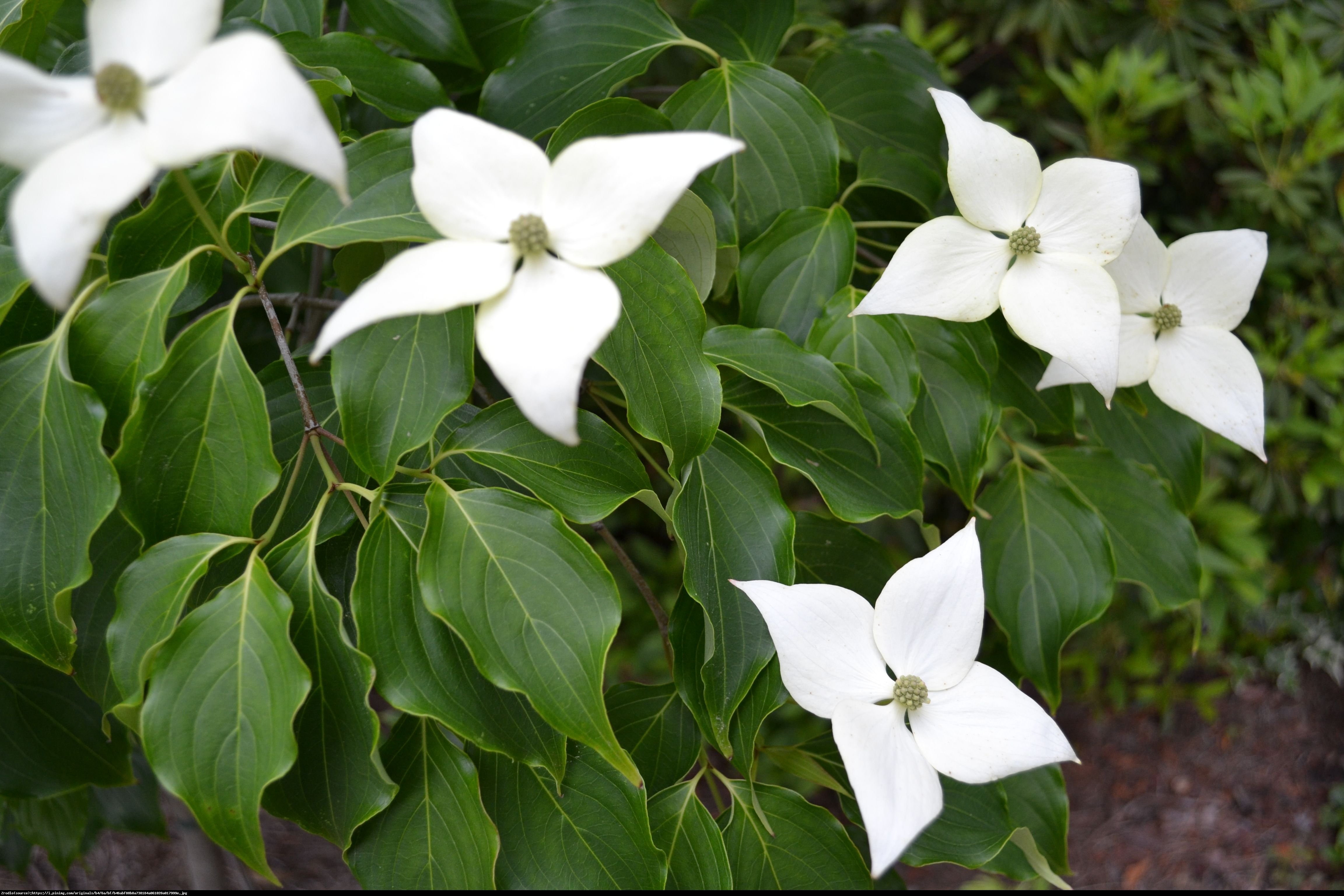 Dereń Starlight - Cornus kousa x nuttallii Starlight