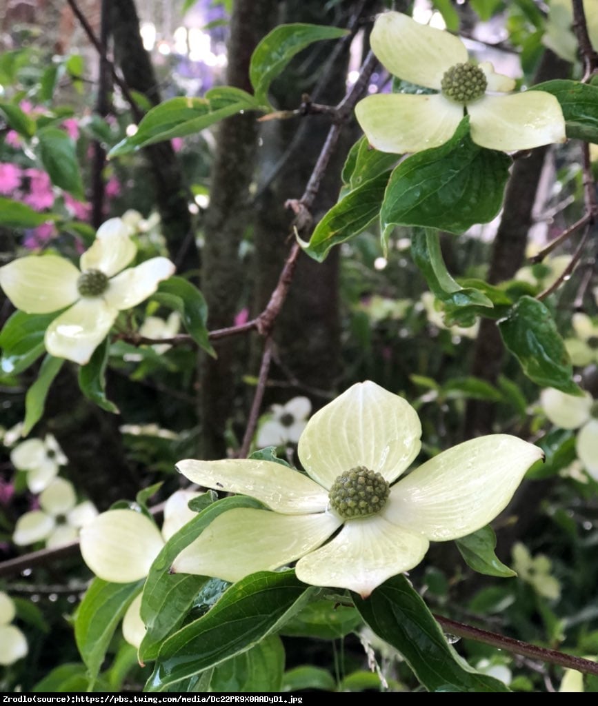 Dereń Starlight - Cornus kousa x nuttallii Starlight