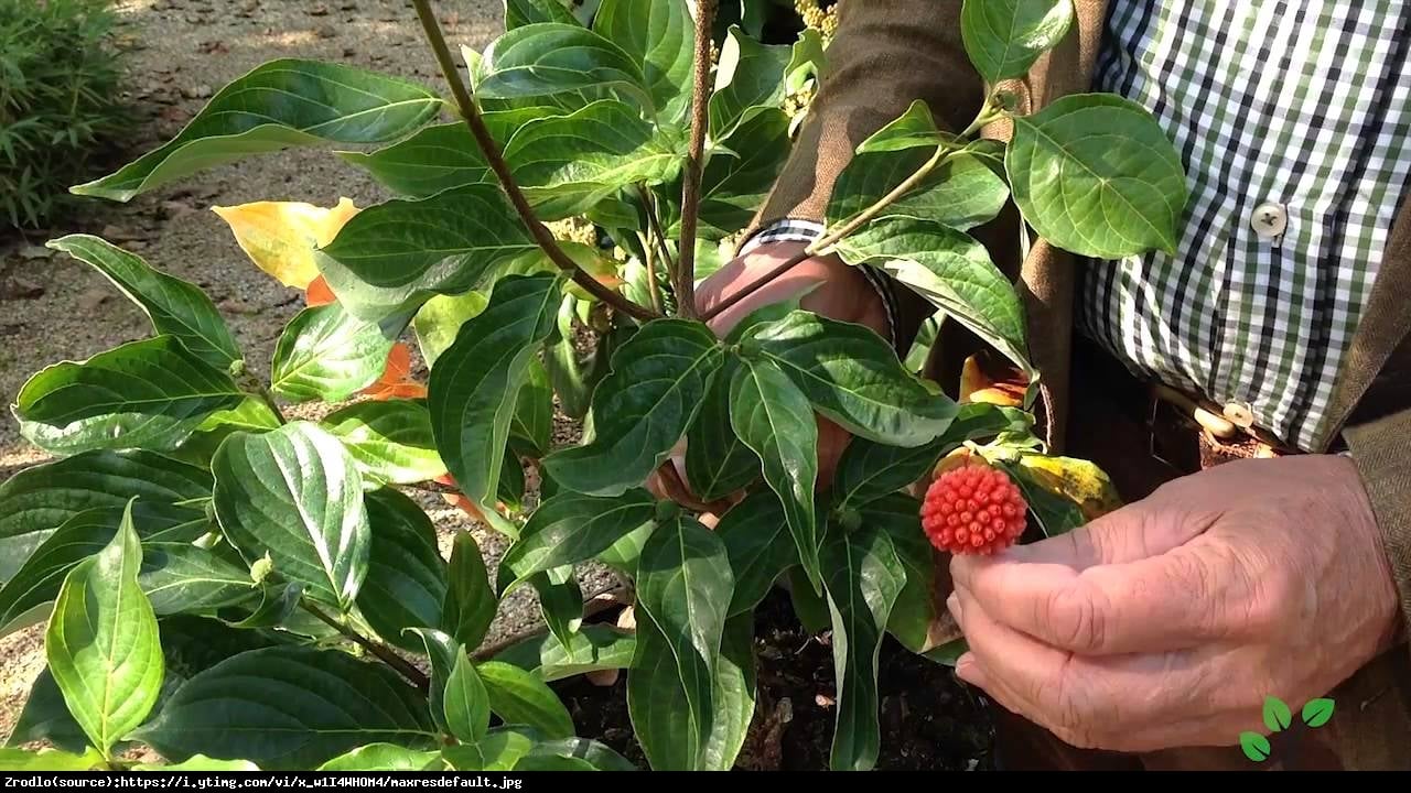 Dereń Starlight - Cornus kousa x nuttallii Starlight