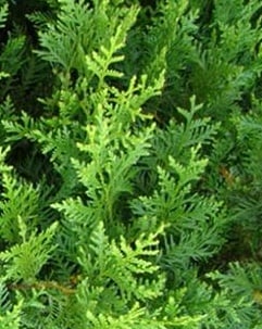 Tuja Żywotnik zachodni Brabant - Thuja occidentalis Brabant