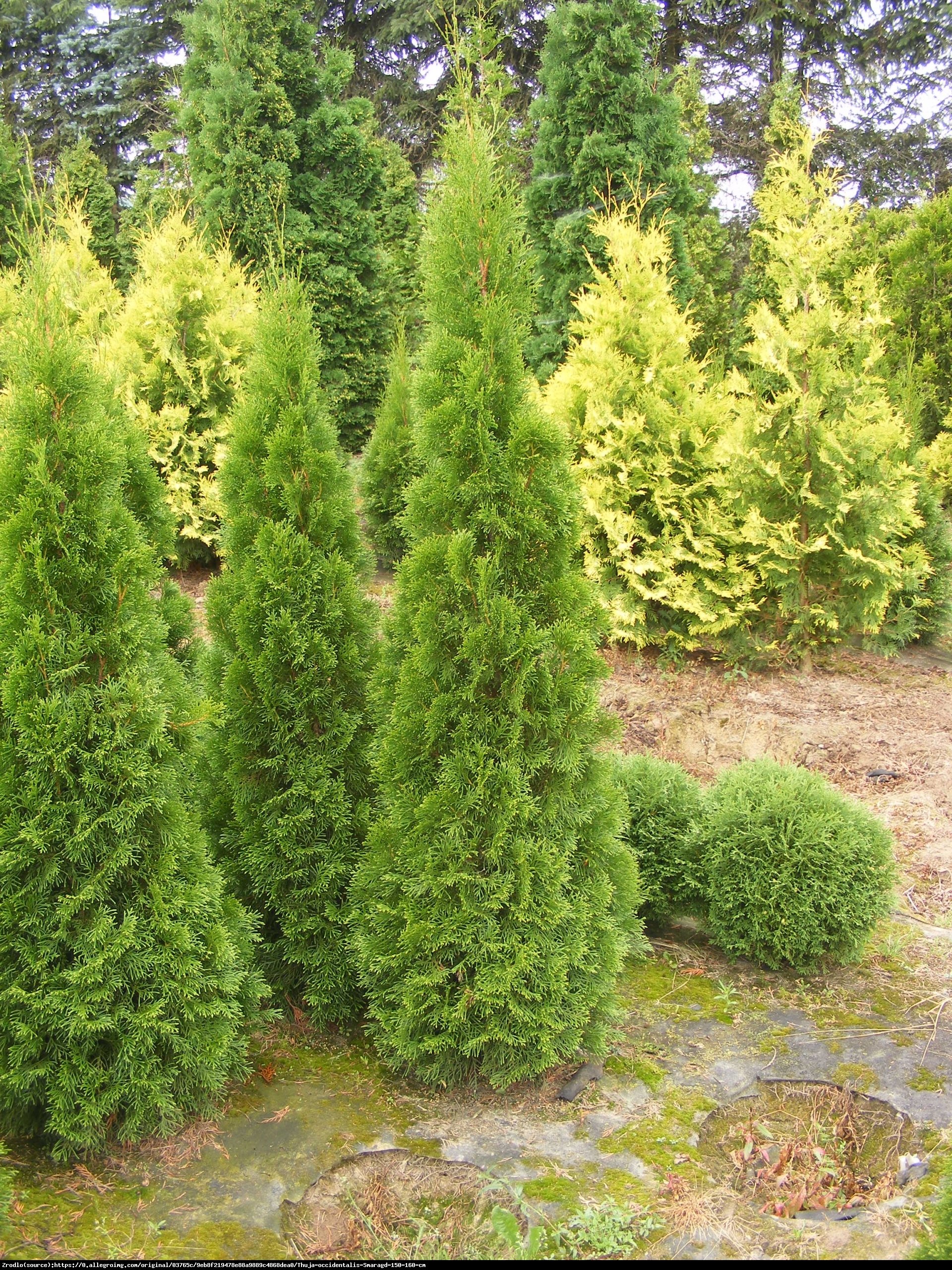 Tuja Żywotnik zachodni Brabant - Thuja occidentalis Brabant