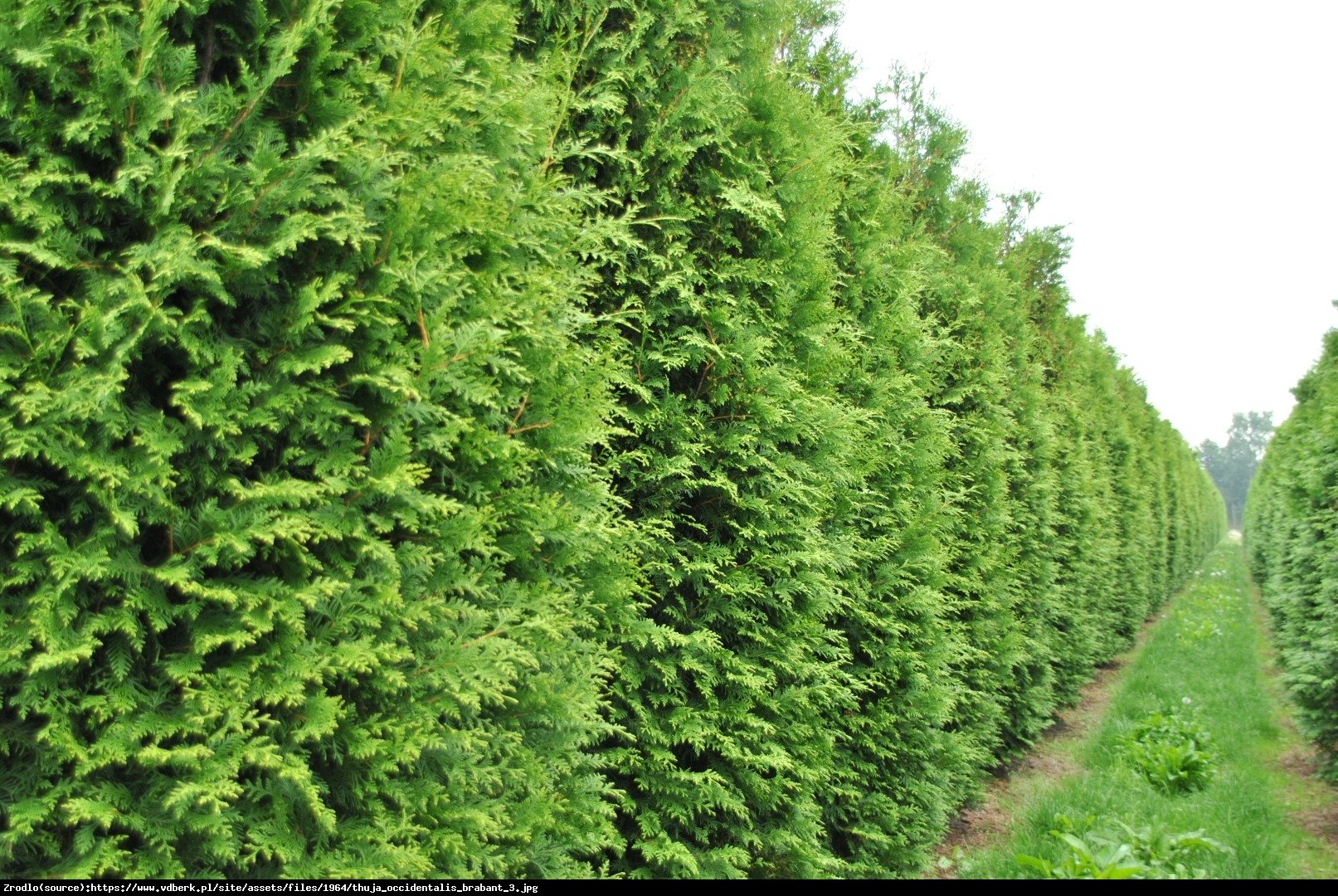 Tuja Żywotnik zachodni Brabant - Thuja occidentalis Brabant