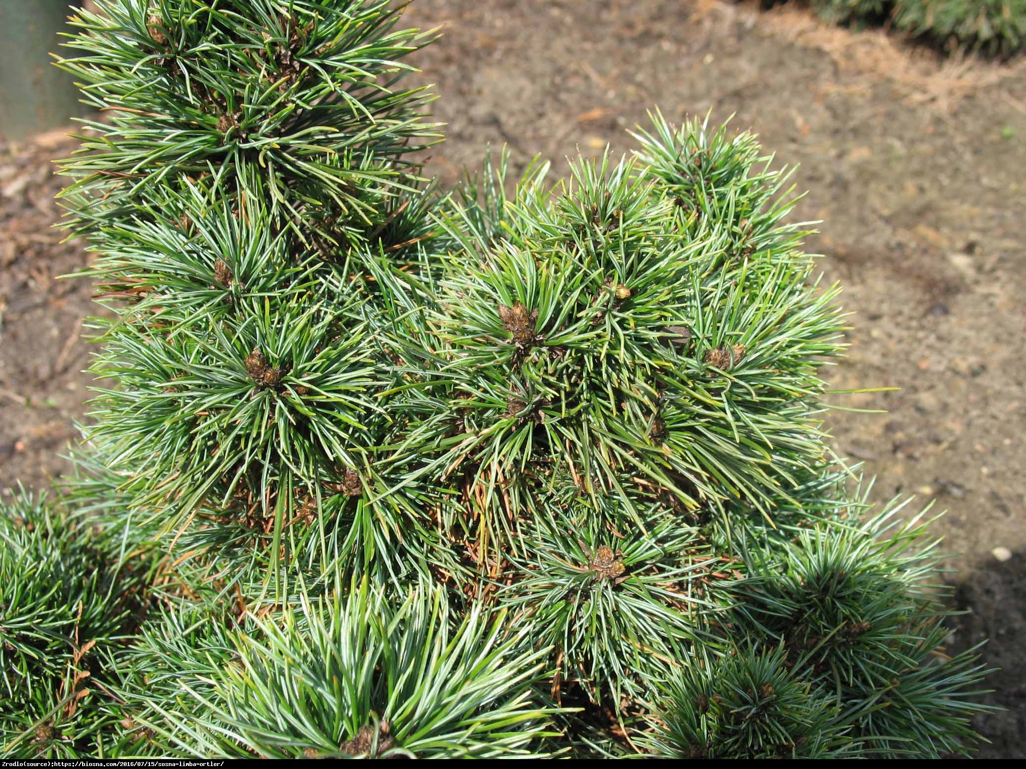 Sosna limba - Pinus cambra