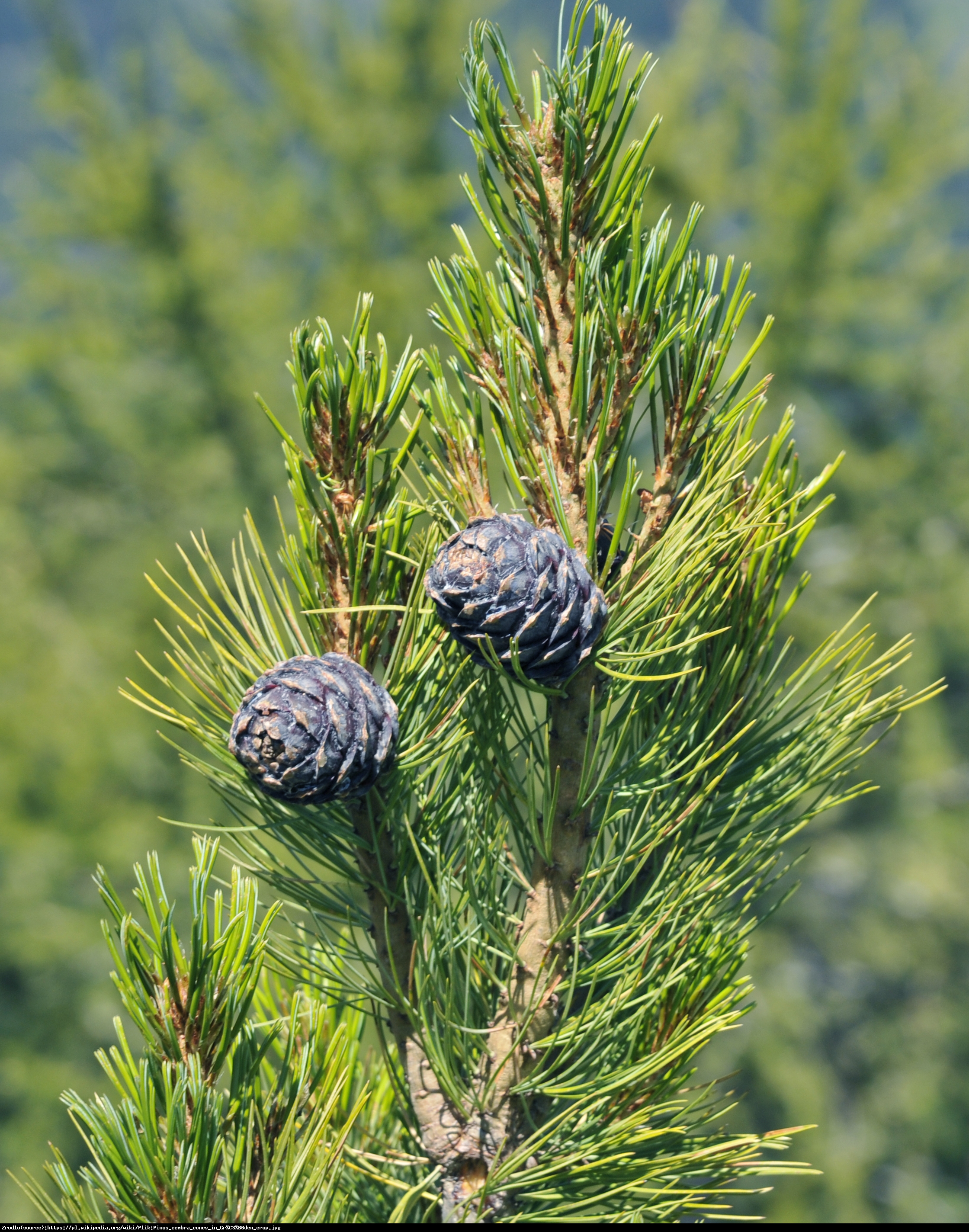 Sosna limba - Pinus cambra