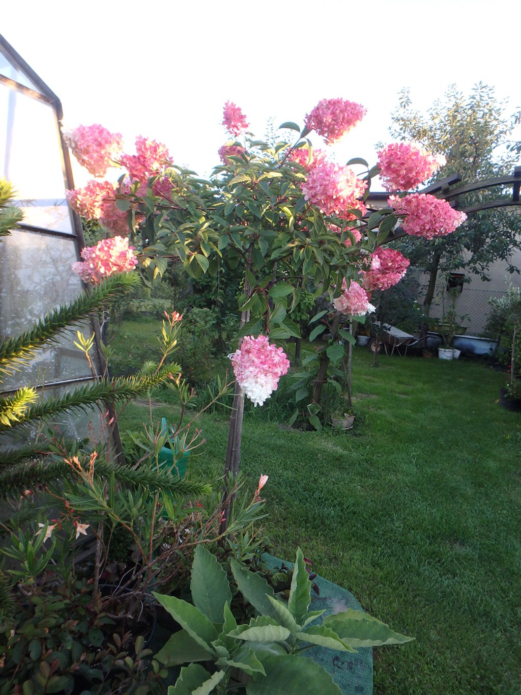 Hortensja bukietowa Vanille Fraise na pniu - Hydrangea paniculata Vanille Fraise na pniu