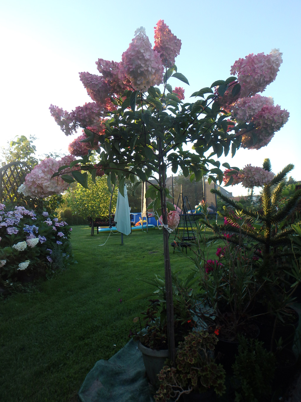 Hortensja bukietowa Vanille Fraise na pniu - Hydrangea paniculata Vanille Fraise na pniu