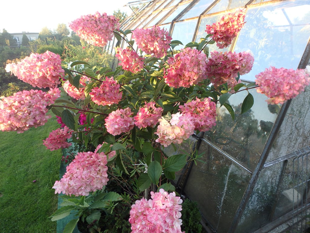 Hortensja bukietowa Vanille Fraise na pniu - Hydrangea paniculata Vanille Fraise na pniu