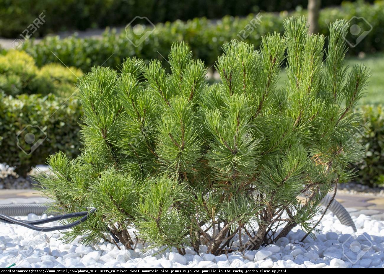 Kosodrzewina - Sosna górska - Pinus mugo var pumilio