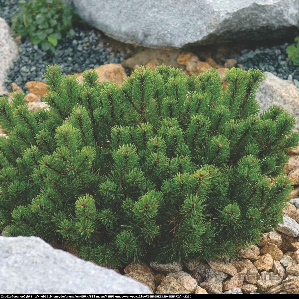 Kosodrzewina - Sosna górska - Pinus mugo var pumilio