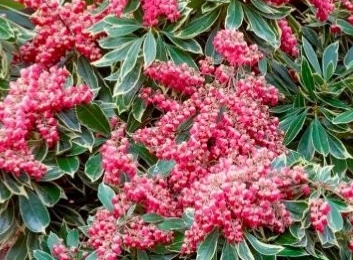 Pieris japoński Ralto - Pieris japonica Ralto