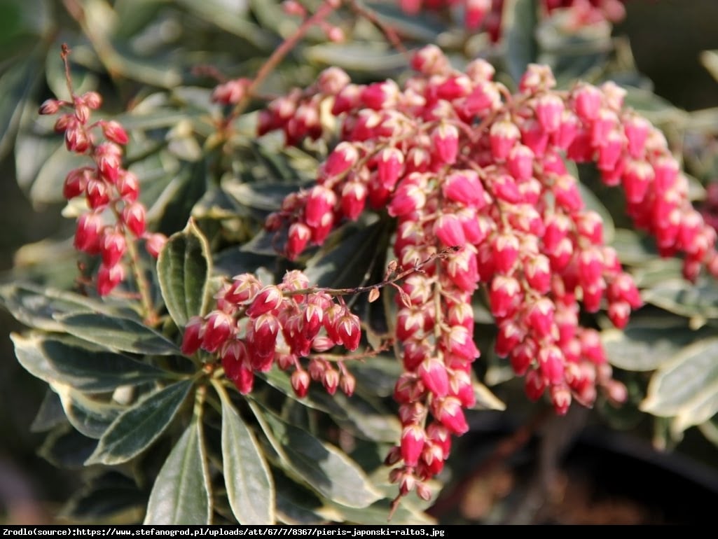 Pieris japoński Ralto - Pieris japonica Ralto