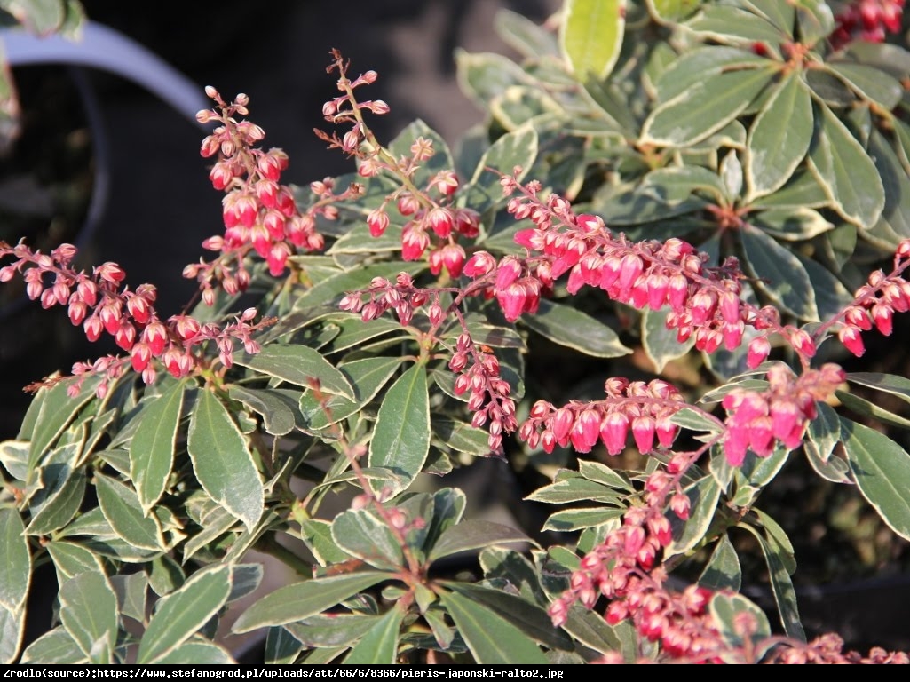 Pieris japoński Ralto - Pieris japonica Ralto