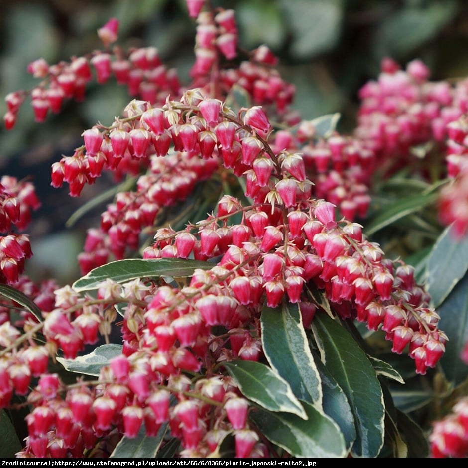 Pieris japoński Ralto - Pieris japonica Ralto