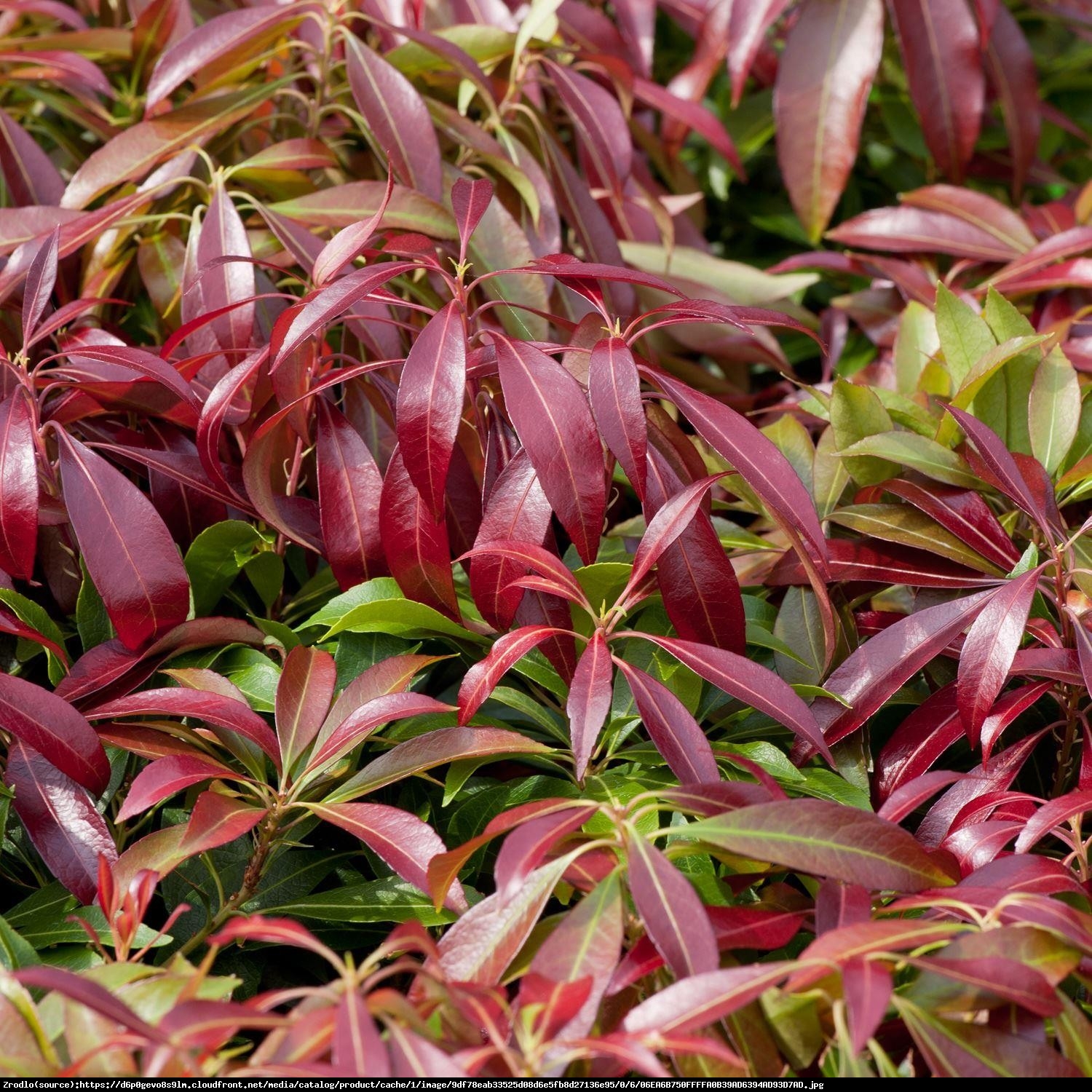 Pieris japoński Ralto - Pieris japonica Ralto