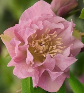 Ciemiernik wschodni Double Ellen Pink - Helleborus orientalis Double Ellen Pink 