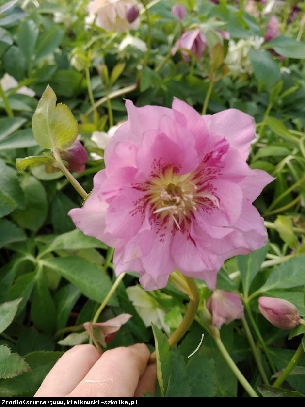 Ciemiernik wschodni Double Ellen Pink - Helleborus orientalis Double Ellen Pink 